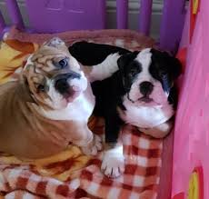 Puppies range $800 to $8,500. English Bulldog Puppies For Sale Georgia Page 4