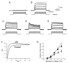 Questions to ask before pest management decisions are made: Concomitant Acceleration Of The Activation And Inactivation Kinetics Of The Human Delayed Rectifier K Channel Kv1 1 By Ca2 Independent Phospholipase A2 Journal Of Biological Chemistry