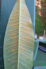 Maybe you would like to learn more about one of these? Fact Sheet Frangipani Rust 243
