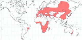 Image result for Thesium vahrmeijeri