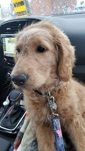 Maybe you would like to learn more about one of these? 12 Week Old Goldendoodle Any Thoughts On How Much Her Hair Will Grow Goldendoodles
