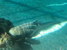 File:Stegostoma fasciatum Shark Lagoon.jpg - Wikimedia Commons