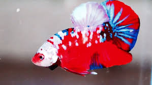 Cá betta koi galaxy giá bao nhiêu? Live Betta Fish Super Galaxy Koi Hmpk 1 Pair Male Super Black Female Usa Ebay Betta Fish Beautiful Tropical Fish Betta