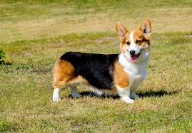Cardigan Welsh Corgi breeders ...