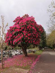 Image result for Rhododendron