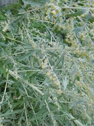 Image result for Tricliceras lobatum