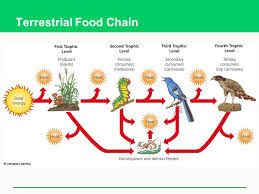 Primary consumers are herbivores, they eat plants. Ecosystems What Are They And How Do They Work Ppt Video Online Download