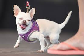 Rumble — these dogs have faces only their owners could love. 15 Photos Of The Most Adorable Ugly Dogs