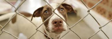 Maybe you would like to learn more about one of these? What To Expect During An Animal Shelter Visit Hill S Pet