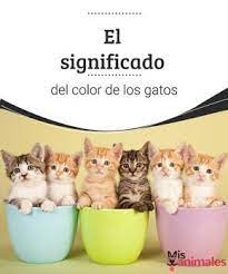 El Significado Del Color De Los Gatos Mis Animales Gatos Atigrados Gatos Significado De Los Colores