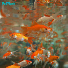 Is Your Fish Unexpectedly Pregnant Or Laying Eggs Here S How To Handle Pet Fish Care If You Get Surprised By The Unexpected Goldfish Fish Goldfish Aquarium