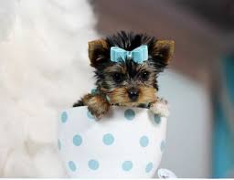 Deliver ground in florida or quality ship through united airlines pet safe service. Teacup Yorkies For Sale Teacup Yorkie Dogs Florida Teacup Yorkie Teacup Yorkie For Sale Yorkie Dogs
