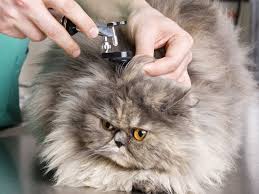 This might be a soft, small bubble anywhere in the flap, the entire flap may be swollen, large, and heavy, or anything in between. How To Treat Ear Infections In Cats