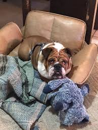 If you have a dog that needs to be rescued or is available for adoption, post their profile here. Dog For Adoption Moose An English Bulldog In Decatur Il Petfinder