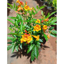 Image result for Tecoma