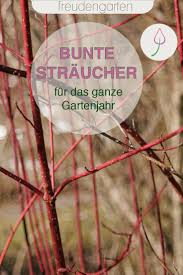13 Bluhende Straucher Fur Das Ganze Jahr In 2020 Roter Hartriegel Bepflanzung Straucher Garten