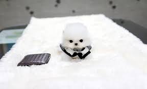 Teacup Pomeranian Puppies For Sale 250 Google Search Pomeranian Puppy Teacup Teacup Puppies Teacup Puppies For Sale