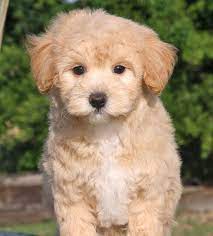 Learn all about maltipoo breed. Maltipoo Puppies Maltipoo Puppy Puppies Puppies And Kitties
