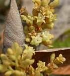 Image result for Maranthes goetzeniana