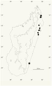 Image result for Lijndenia sp. cf barteri