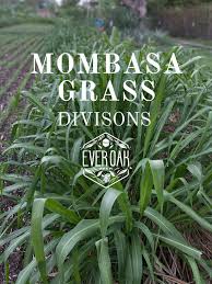 Image result for Panicum maximum