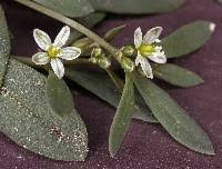 Image result for Molluginaceae