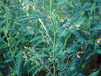 Image result for Aeschynomene