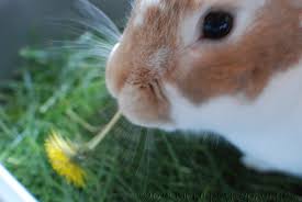 They love these little flowers in fact. What Can Rabbits Eat Animalwhoop