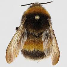 Image result for Bombus sporadicus