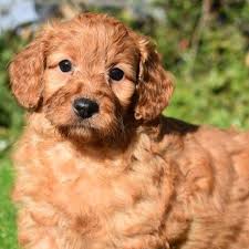 We did not find results for: Groodles Golden Retriever X Banksia Park Puppies Facebook