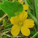 Image result for Cucumis engleri