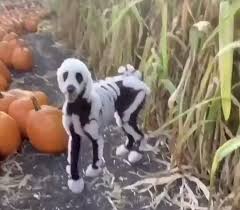halloween dog video in 2020
