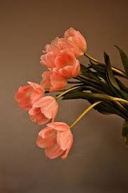Flower images flower wallpaper spring images hd images nature. Tulips Beautiful Flowers Tulips Flowers Pretty Flowers