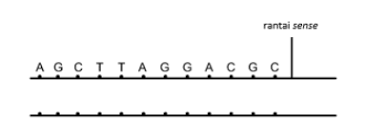 Protein adalah rantai panjang asam amino. Sintesis Protein Biologi Kelas 12 K13 Quipper Blog