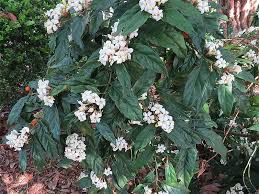 Image result for Mitriostigma axillare