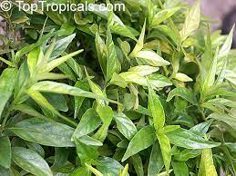 Justicia brandegeana red shrimp pint plant. Justicia Pectoralis Piri Piri Freshcut Tilo Toptropicals Com
