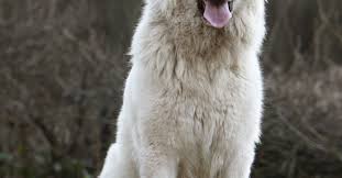 The great pyrenees (pyrenean mountain dog)is a beautiful white large breed, known in france as «the king of dogs». Chien De Montagne Des Pyrenees Caractere Sante Alimentation Prix Et Entretien