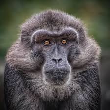 Pin Auf Primates Old World Tonkean Macaque Macaca Tonkeana