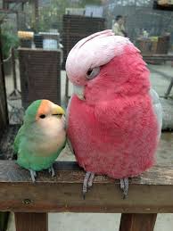 Pin De Hamd En Parrots Pajaros Divertidos Aves De Compania Imagenes De Pajaro