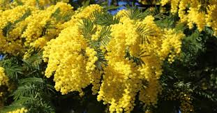 1 suite et 2 chambres, 20 à 45 m² 1 à 2 personnes (total 5 personnes) 7.8 km. Villa Les Mimosas B B Chambres D Hotes A Menton Pagina Inicial Facebook