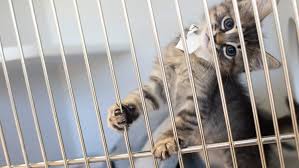 Small dog adoptions in phoenix and surrounding areas. Adopt Or Foster A Pet From A Crowded Phoenix Animal Shelter