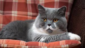 british shorthair breed health info everypaw