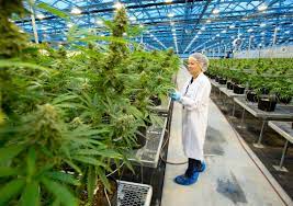 Is a consumer packaged goods cannabis company, which creates and distributes. Hexo Reaches Friendly Deal To Buy Newstrike In All Stock Deal Valued At 263 Million The Star