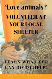 Helping Out At The Shelter What Shelters Need From Volunteers Animal Shelter Animal Shelter Fundraiser Animal Shelter Volunteer