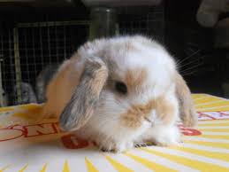 Holland Lop Rabbits Bunnies Holland Lops Lionheads Mini Rex For Sale In Sarnia Ontario Cute Baby Bunnies Mini Lop Bunnies Lop Bunnies