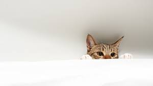 Kitten Wallpaper Cat Wallpaper 2048x1152 Wallpapers