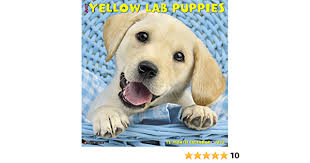We treat all of our puppies as if they are preparin. Just Yellow Lab Puppies 2018 Calendar Willow Creek Press 9781682346570 Amazon Com Books