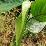 Image result for Marantochloa congensis