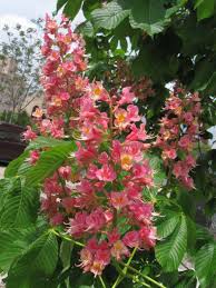 Check spelling or type a new query. Blooming Chestnut Tree Chestnut Trees Beautiful Flowers Garden Pink Trees