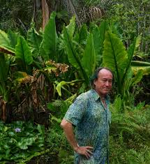 Image result for Stylochaeton puberulus